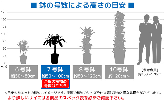 観葉植物 パキラ 7号鉢km