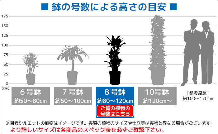 観葉植物 ストレリチア オーガスタ8号鉢鉢カバー付km