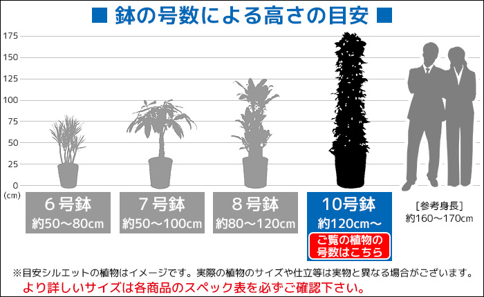 観葉植物 フィカス ロブスター ゴムの木 10号鉢 陶器 ファイバークレイ Km