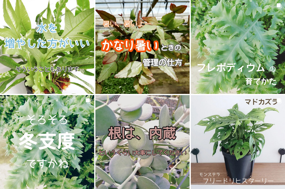 花井園芸