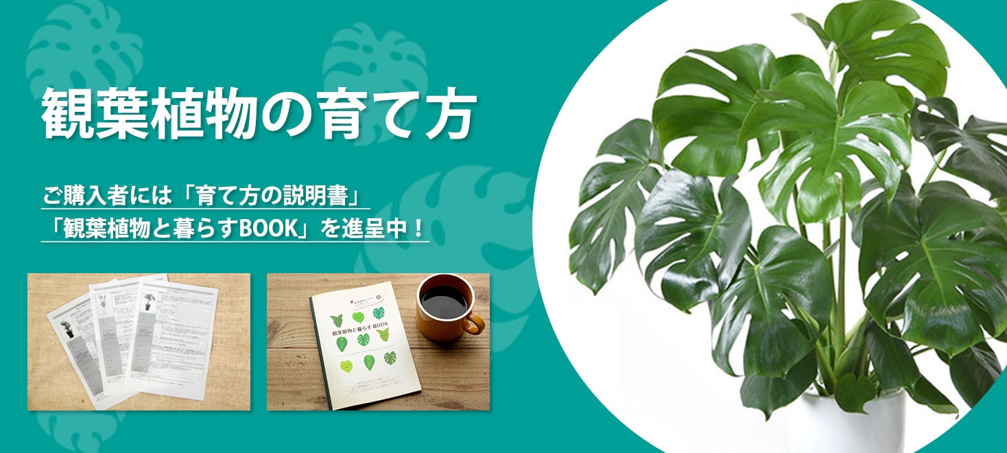 観葉植物の育て方