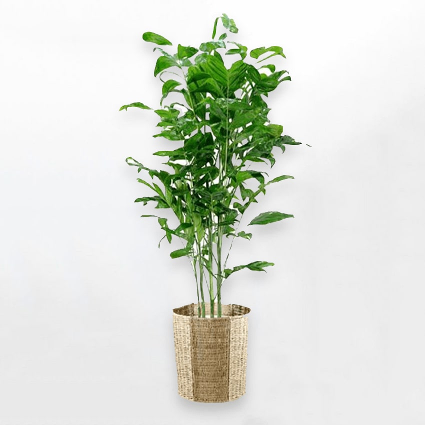 高性チャメドレア
        