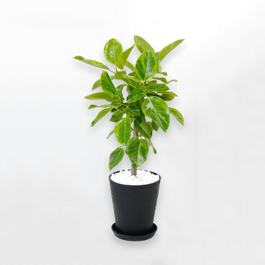 格安販売の 植物/観葉植物 kyonmama 12. 植物/観葉植物 - uryvet.fr