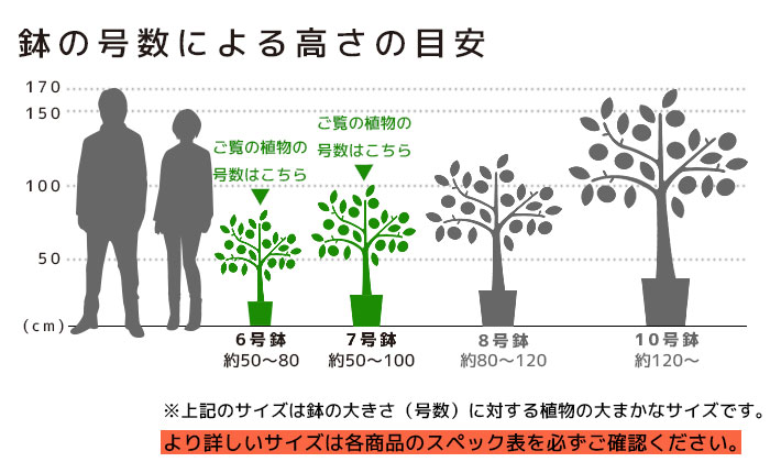 高さの目安（6号7号）