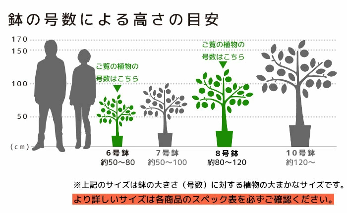 高さの目安（6号8号）