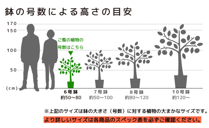 高さの目安（6号）