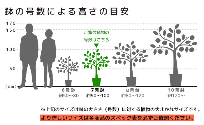 高さの目安（7号）