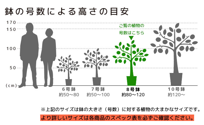 高さの目安（8号）