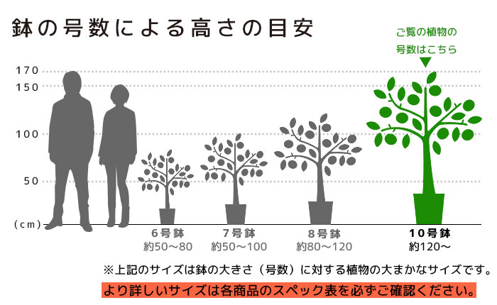 高さの目安（10号）