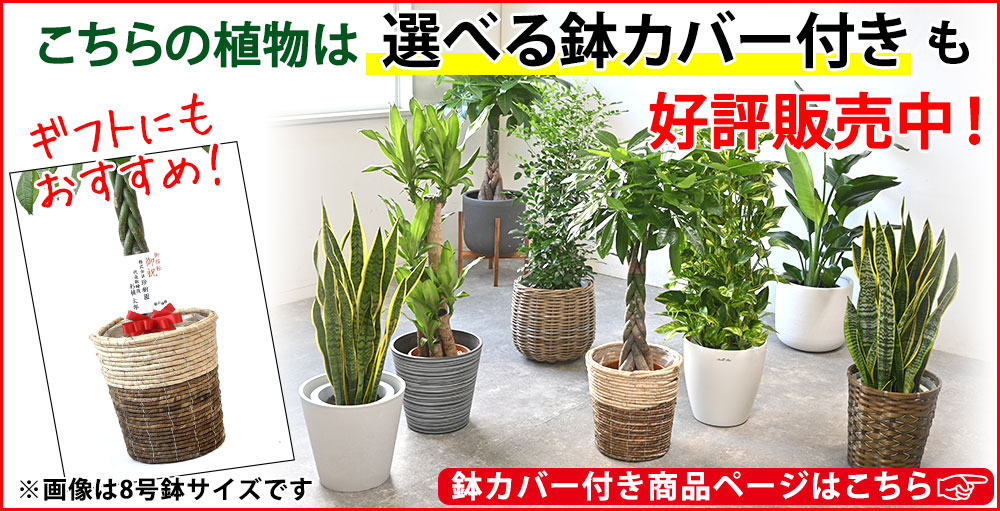 棕櫚竹　シュロチク　135cm 8号鉢　観葉植物　グリーンインテリア