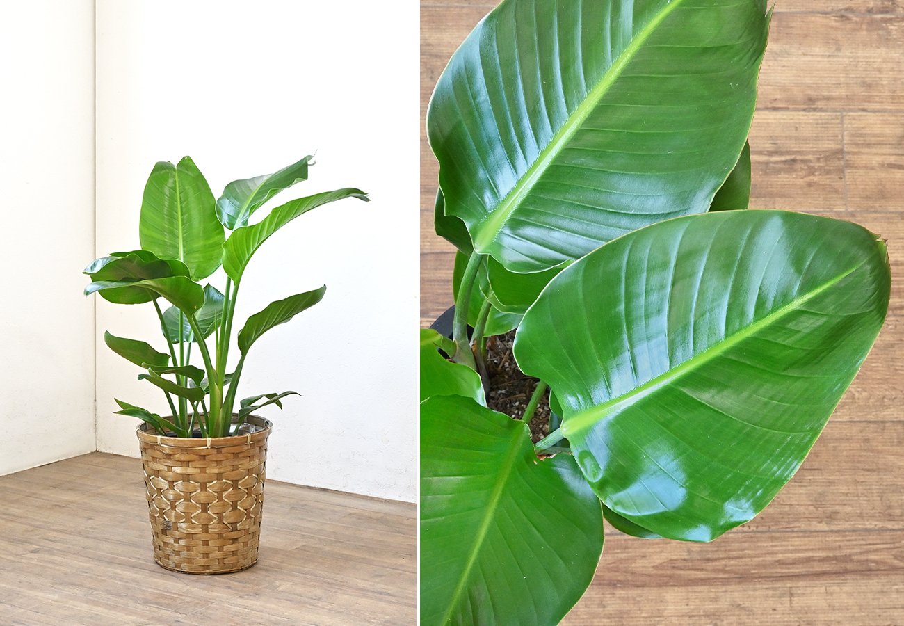 観葉植物 ストレリチア オーガスタ 7号鉢