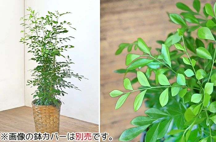 シルクジャスミン ゲッキツ 7号鉢 観葉植物