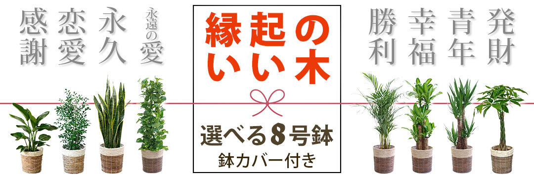 観葉植物の通販（プレゼント・お祝い・ギフト）なら専門店 彩植健美