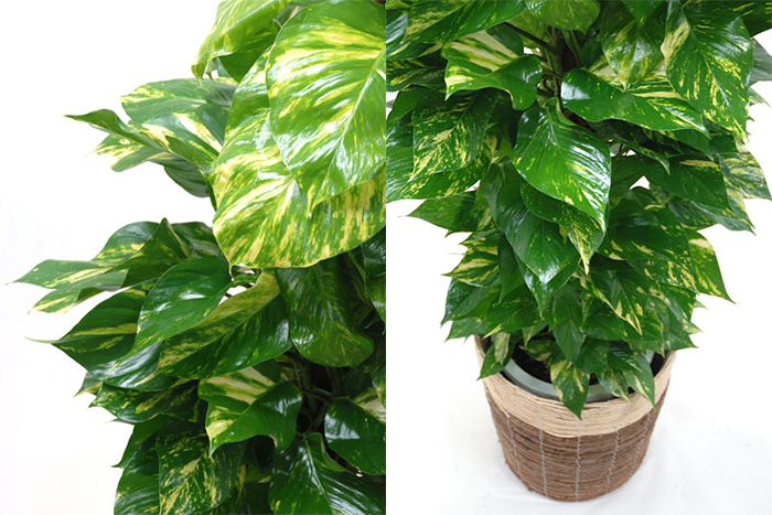 激安商品 観葉植物 ヘゴ 鉢付き 植物 観葉植物