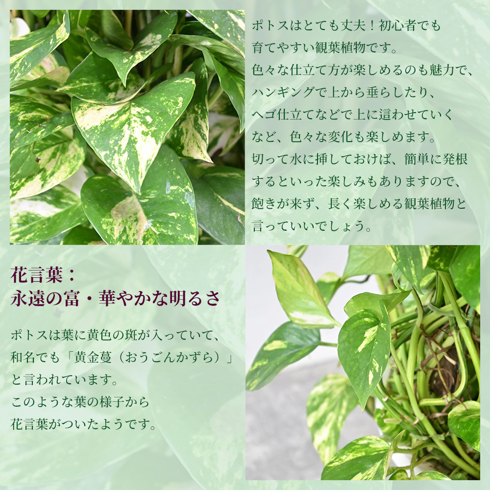 ポトス タワー仕立て