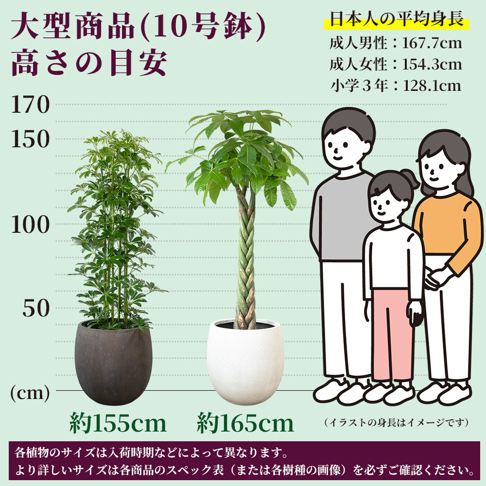 観葉植物 販売 通販