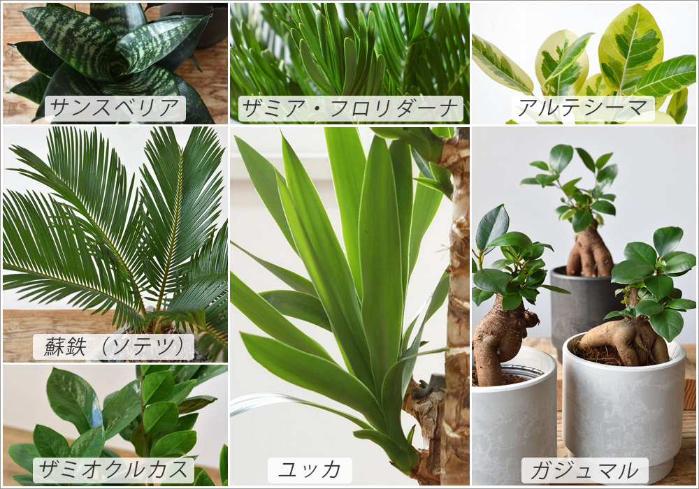 硬い葉の観葉植物を選ぶ