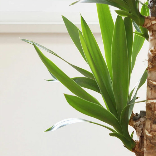 ユッカ・エレファンティペスの葉の特徴