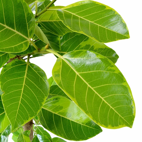 硬い葉の観葉植物を選ぶ