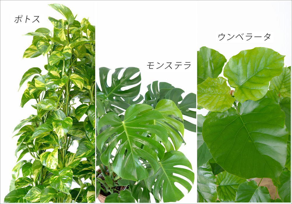 ハート形の葉の観葉植物を選ぶ