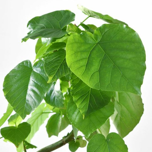 ウンベラータの葉の特徴