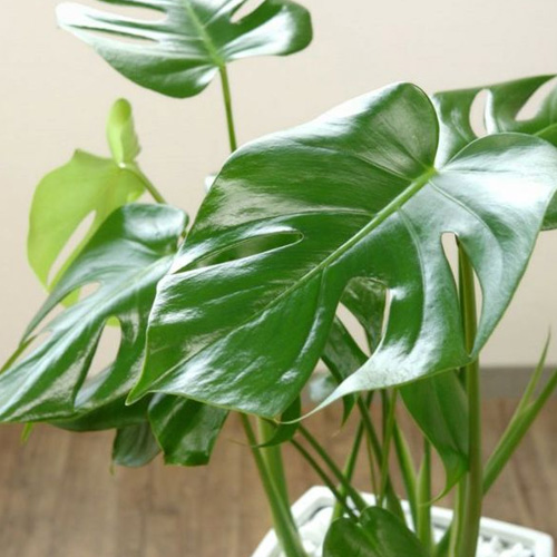 ハート形の葉の観葉植物