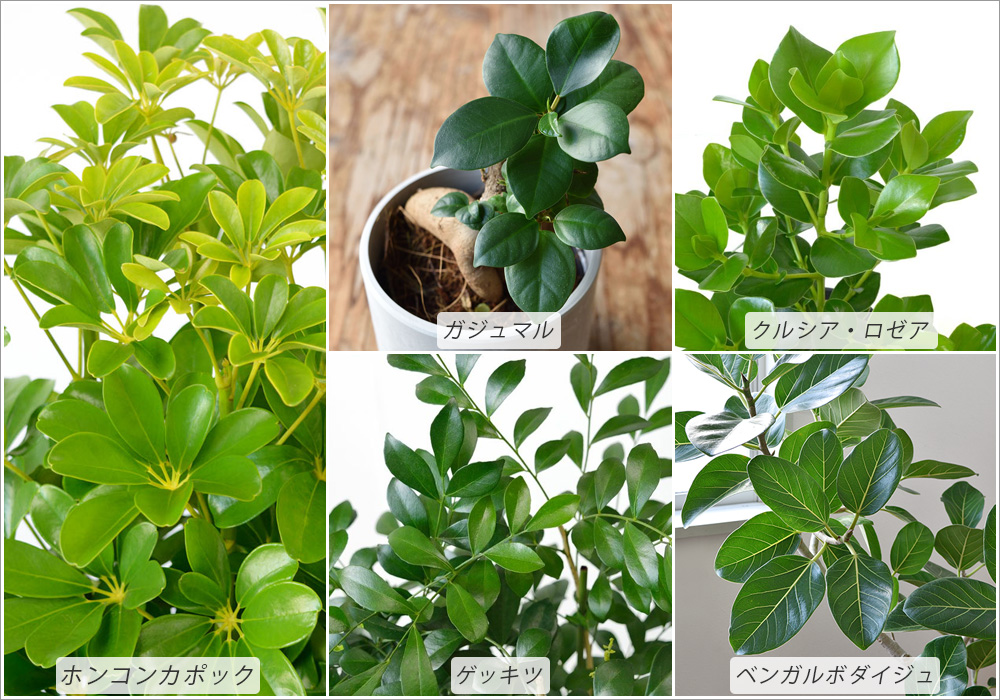 丸い葉の観葉植物を選ぶ