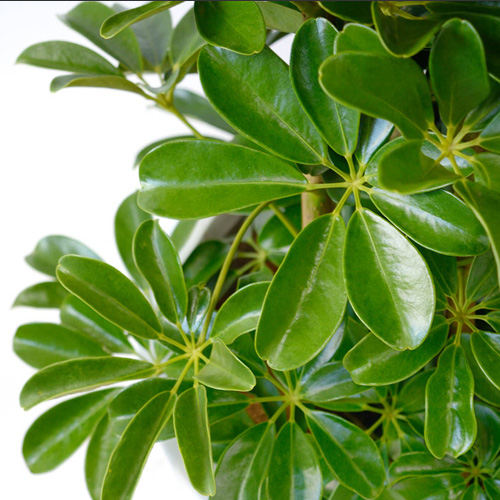 丸い葉の観葉植物 丸い葉の観葉植物