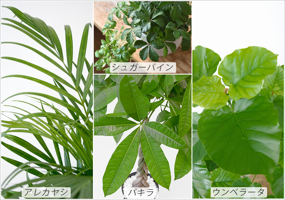 柔らかい葉の観葉植物を選ぶ