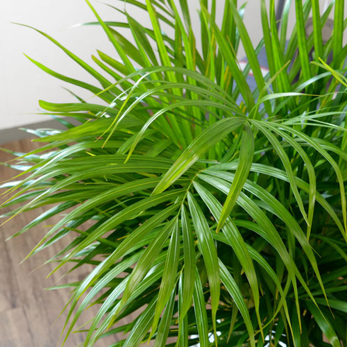 細い葉の観葉植物を選ぶ 細い葉の観葉植物を選ぶ