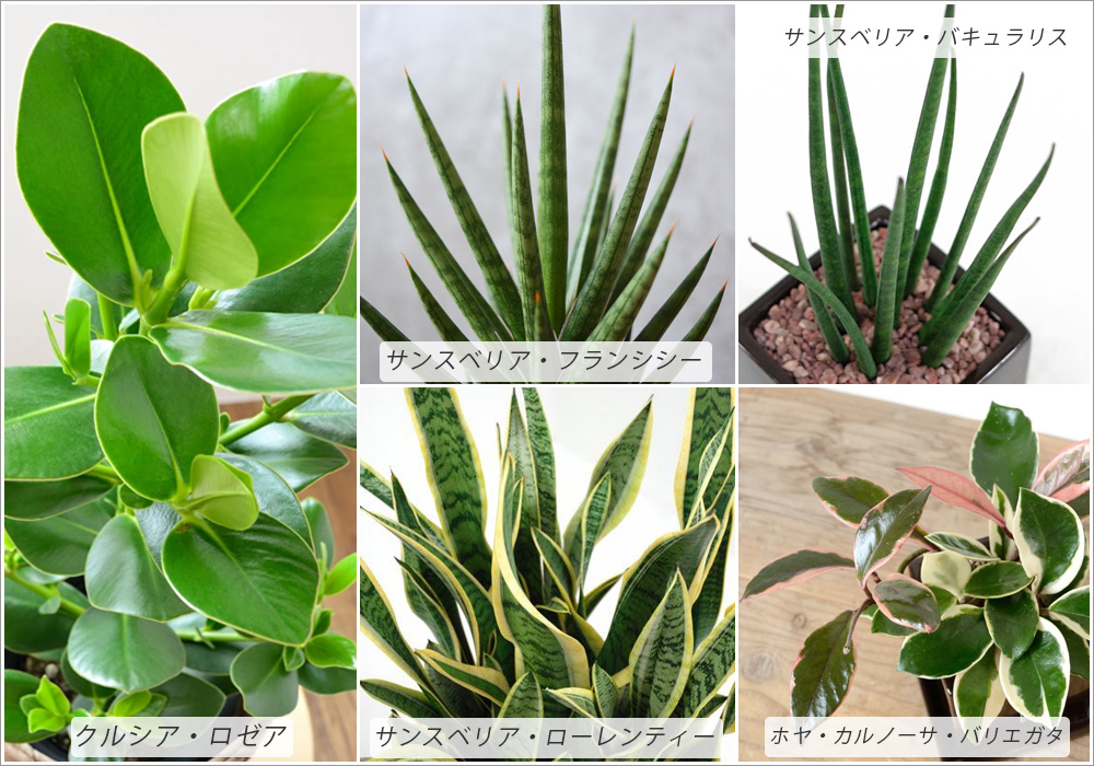 多肉質な葉の観葉植物を選ぶ