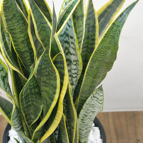 多肉質な葉の特徴