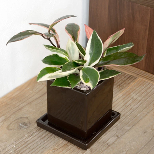 多肉質な葉の特徴