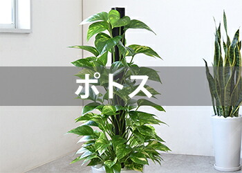 link_st100035.jpg