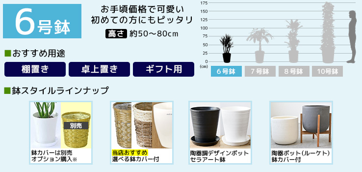 6号鉢