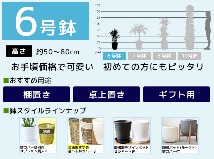 6号鉢