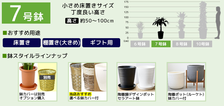 7号鉢