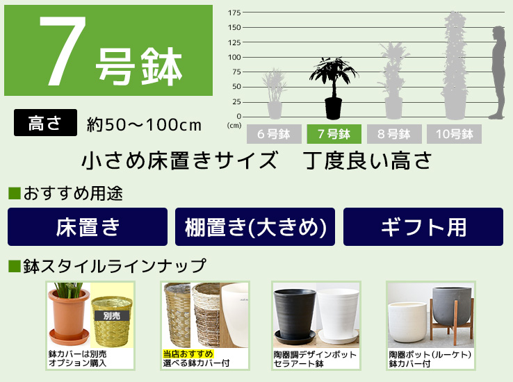 7号鉢