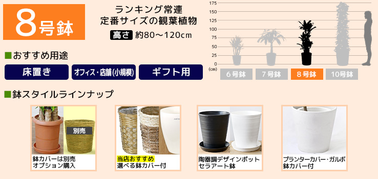 8号鉢