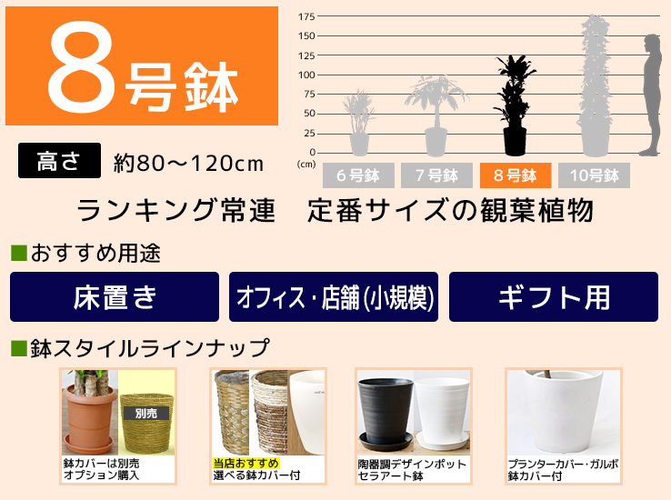 8号鉢