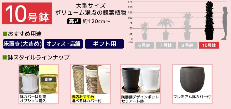 10号鉢