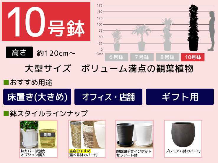 10号鉢