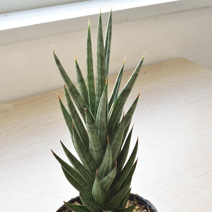 ミニ観葉植物 樹種一覧|観葉植物のプレゼント・お祝い・ギフト ミニ観葉植物 樹種一覧|観葉植物のプレゼント・お祝い・ギフト
