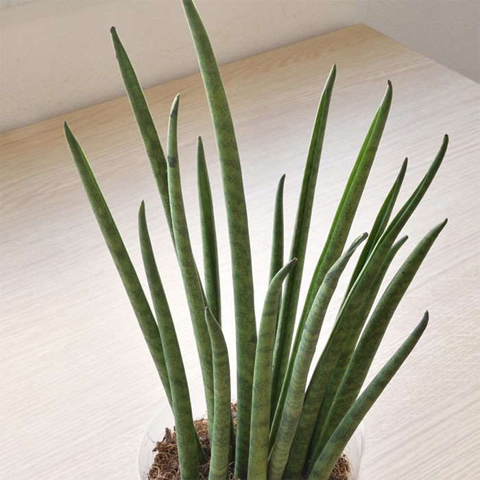 ミニ観葉植物 樹種一覧