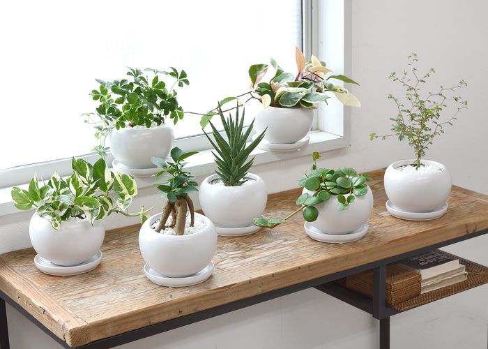 10種類から選べるミニ観葉植物白陶器のボウルポットとロングポット 観葉植物の通販専門店 彩植健美 Jp