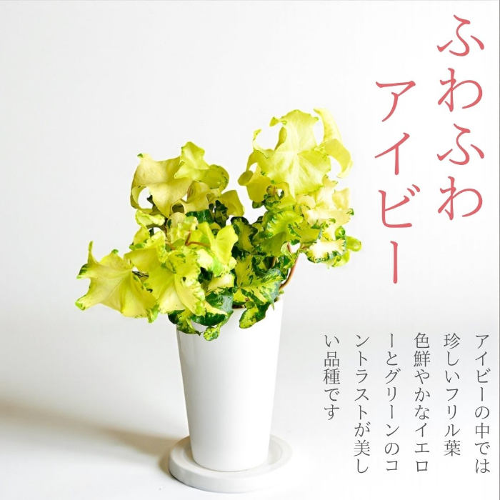ヘデラ