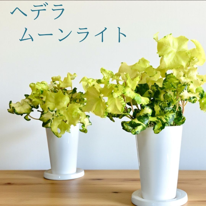 ヘデラ