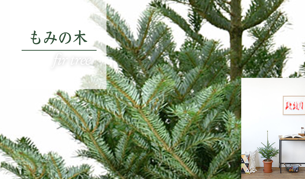 もみの木 (クリスマスツリー) 通販 【観葉植物の専門店 彩植健美】