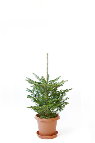 もみの木100cm～へ