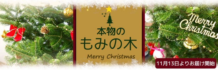 もみの木・クリスマスツリー